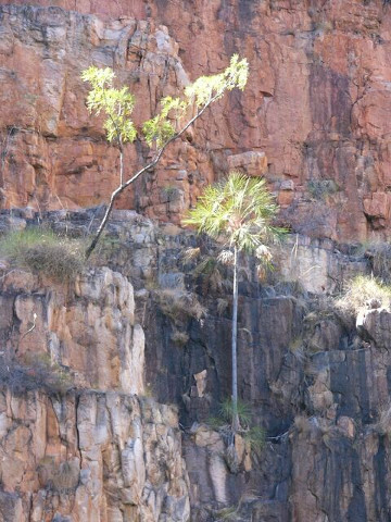 Trees on Cliff